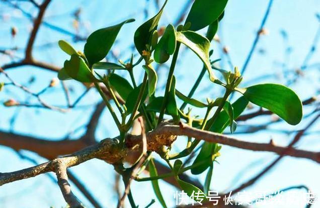 桑寄生|此植物获得桑树之精气而生,善滋肝肾、强筋骨、祛风湿,滋养血脉