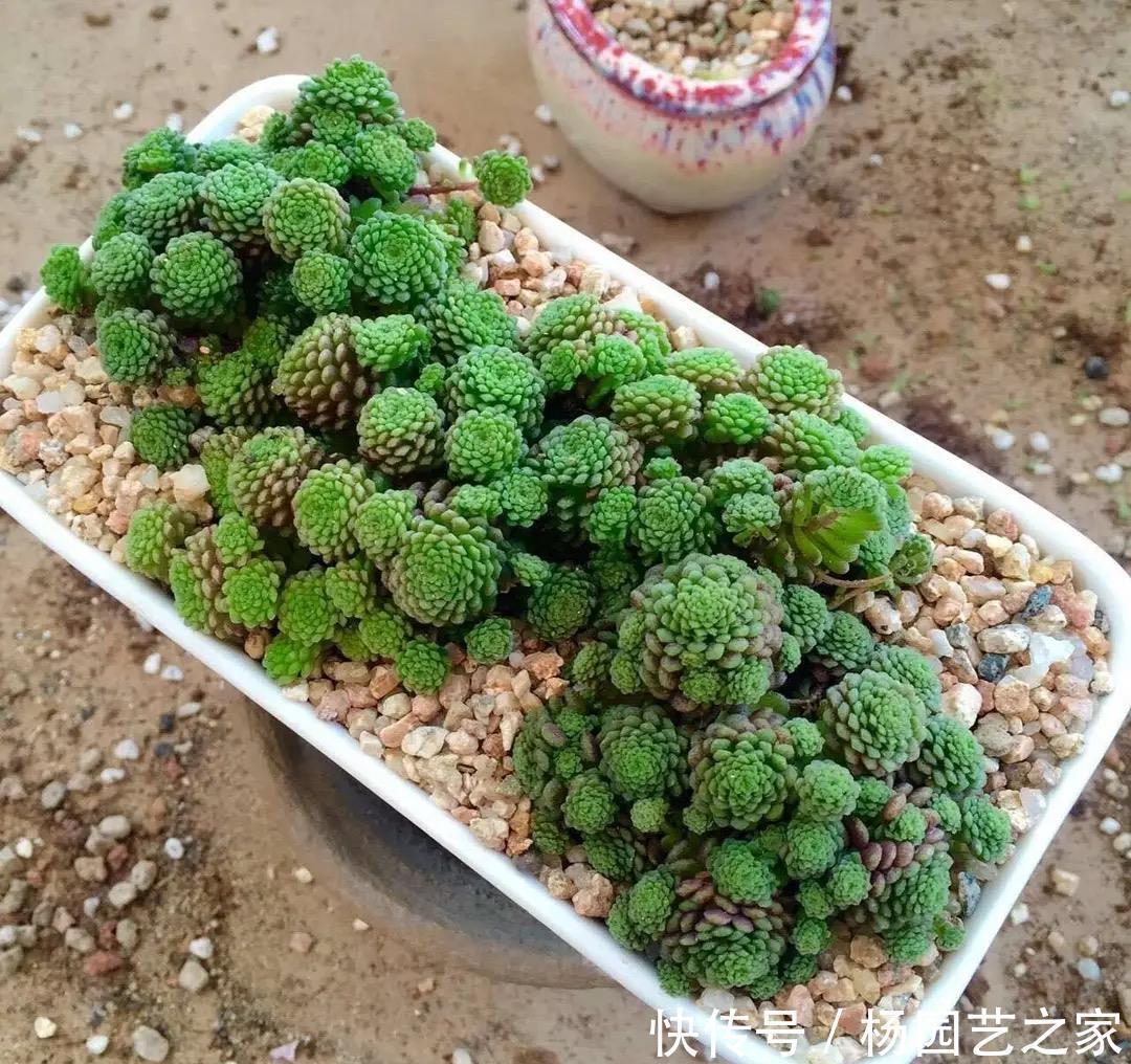 光照|“难养”多肉名单公布,有些很漂亮,谁养谁后悔