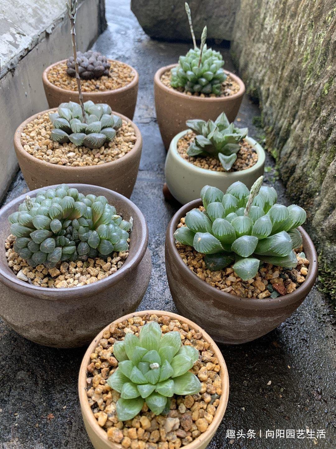 多肉买回家,总是养死,都是卖家的“小心机”,很多人都中过招