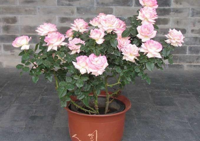 聪明人养花,别的不养就养“此3种”,难怪越来越健康、还富裕