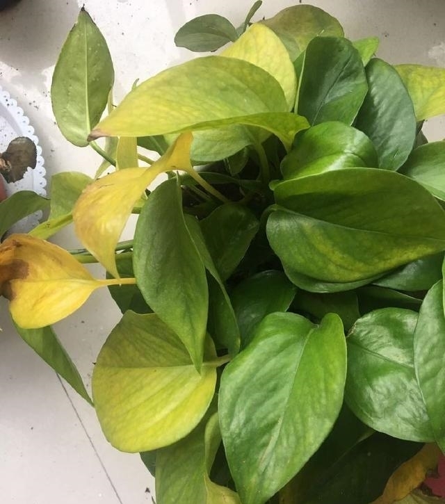 冬天养花“黄叶”怎么办?搞清楚“4个”原因,您的问题就能解决