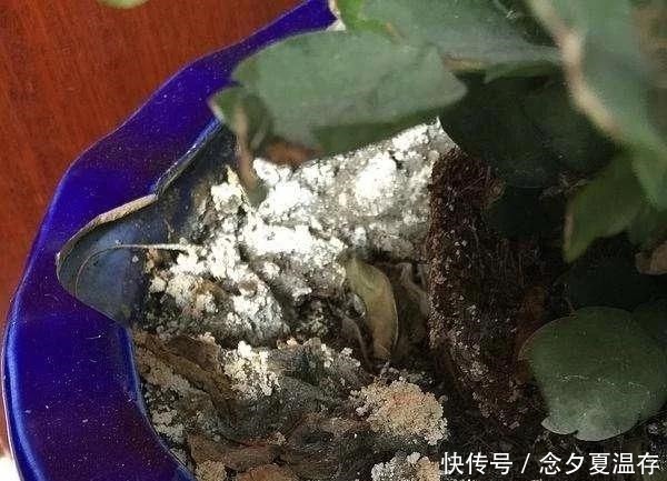 土壤|花盆出现这些“东西”,赶紧换花盆,不然活不过一个月