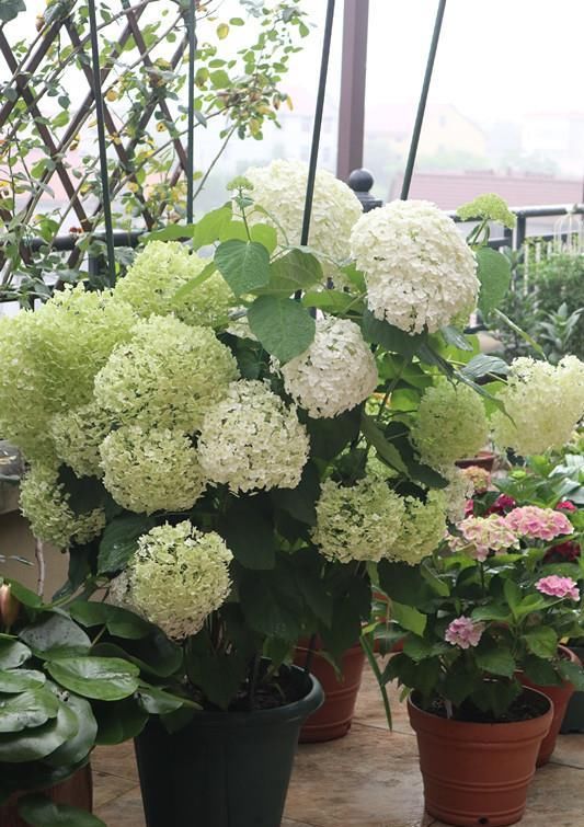 耐寒|花型巨大，酷似火炬的绣球花，一年变小树，越冷越美艳