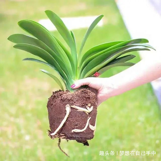 换盆|君子兰换盆,多做“这1步”,15天恢复生长,比往年花量多得多