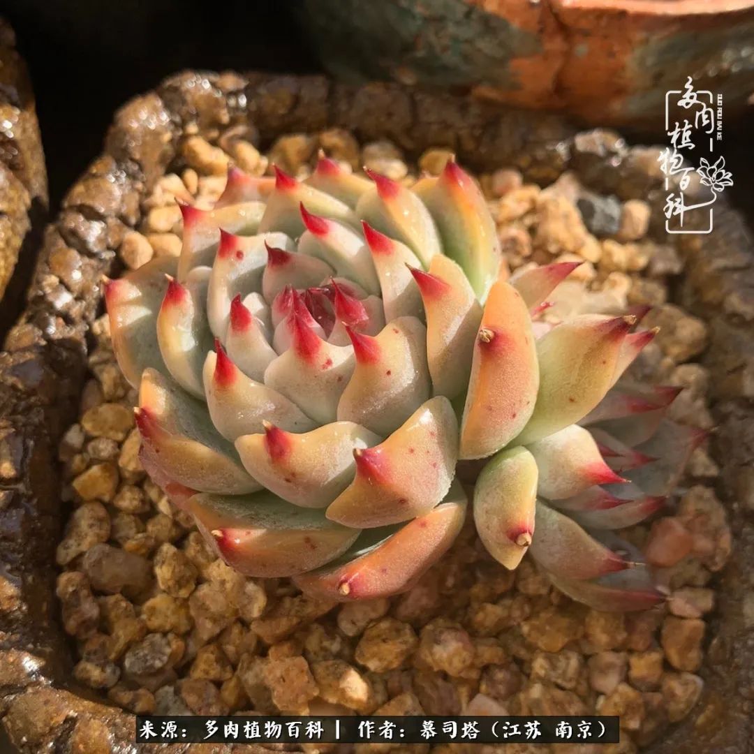 当多肉小白磕上吉娃娃！把自己都要美哭了！