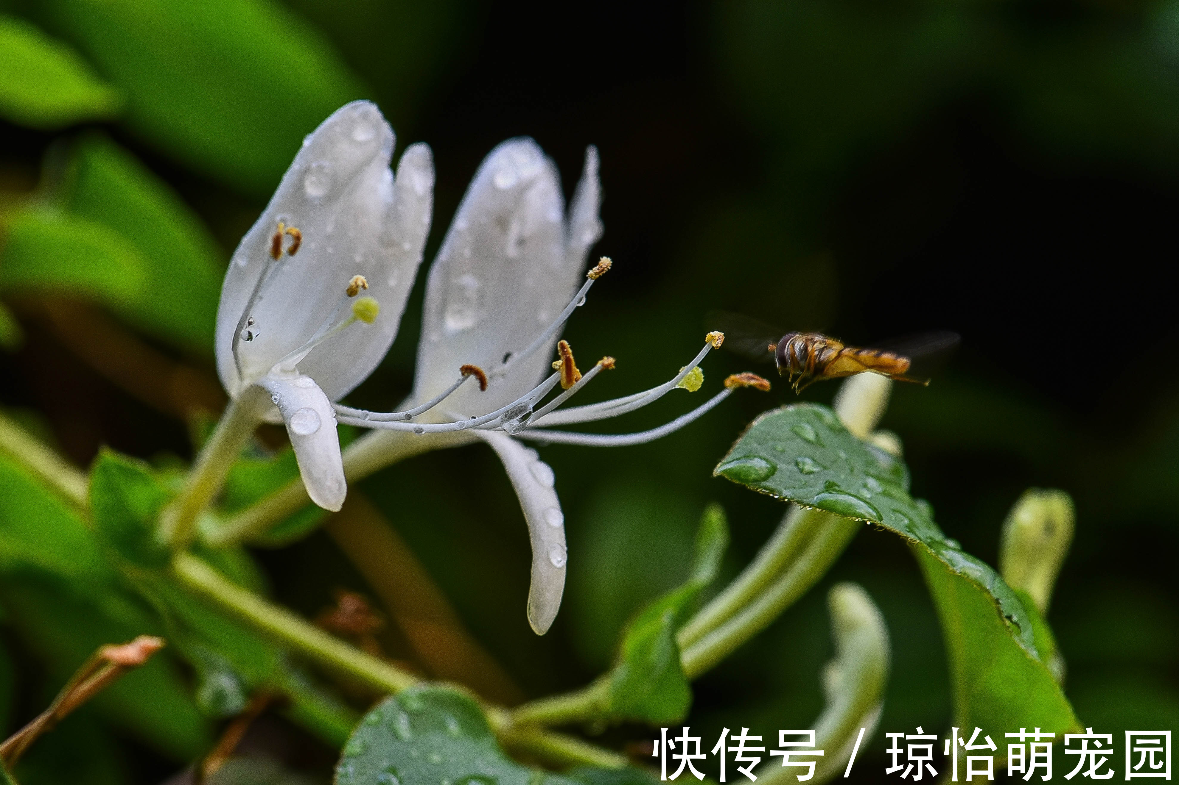 它忍住寒冬,迎来至善至美的大境界,一个“忍”字教我磨难人生!