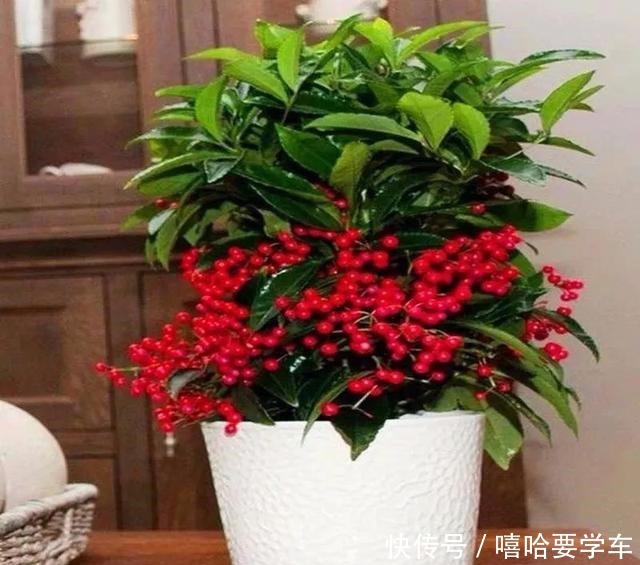 适合过年购买的8种招财植物,好看又吉祥!