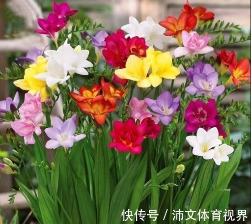 指甲花|最值得养的花,种植容易,漂亮不输牡丹玫瑰,四季开花,花香四溢