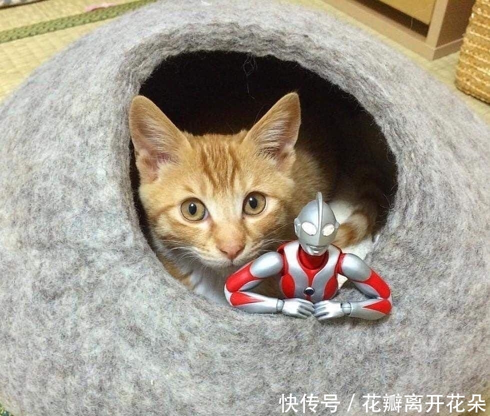 猫咪|脑洞网友，将猫咪与奥特曼结合，谁还没有个机甲梦？