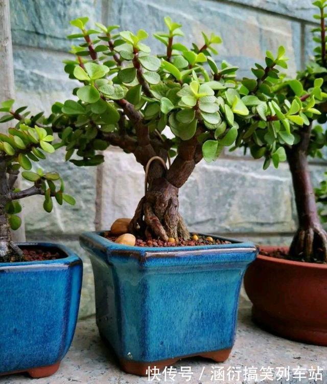 玉树|天气冷,六种花要“干养”,少水多晒才健壮,养成老桩更旺家