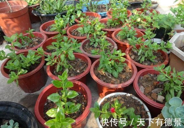 绿萝|一场秋雨一场寒,秋雨后适合扦插6种花,爱生根,爱生长