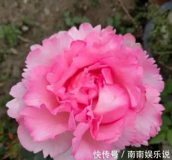 此花，比玫瑰漂亮，比桂花还香，一年能开200天，比兰花强多了