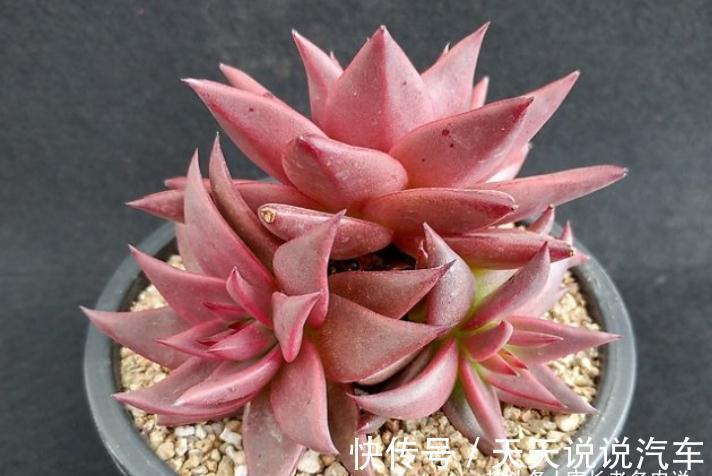 老肉友给新手的建议：刚栽种的多肉先别放铺面石，其中原因有两个