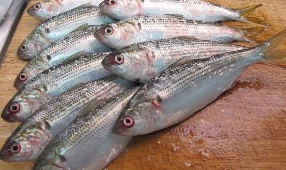 罕见|这种鱼在日本价格昂贵并且罕见,在中国却直接炸一盘!大气!