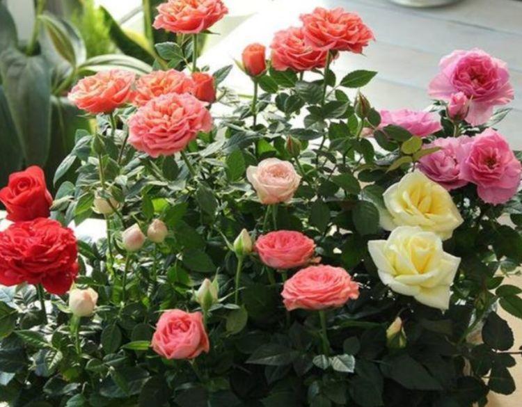 “4种花”漂亮又好养，一年四季开花不断，美爆阳台！