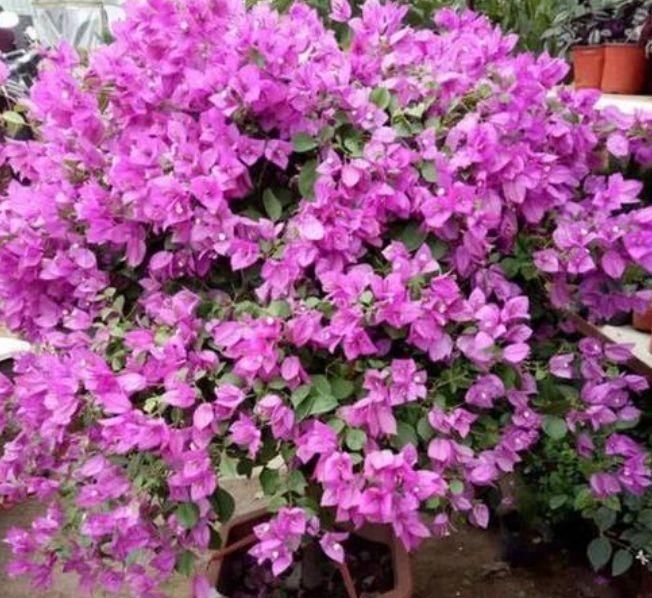 夏天太阳再强也能开的3种花,个个开的旺,越晒花越多,超漂亮