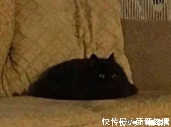 插画$插画家画了几只猫,被网友吐槽瞎画,放上原照后,人们直接无语