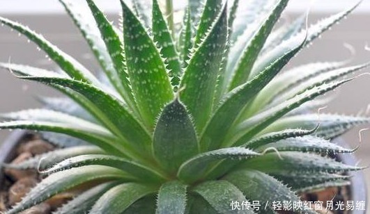 不小心将“芦荟”叶子掰断了,把它放在水里,结果这样了……