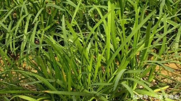 韭菜|农村此种不起眼的野草，以前农民常常当成韭菜，现在是珍贵草药