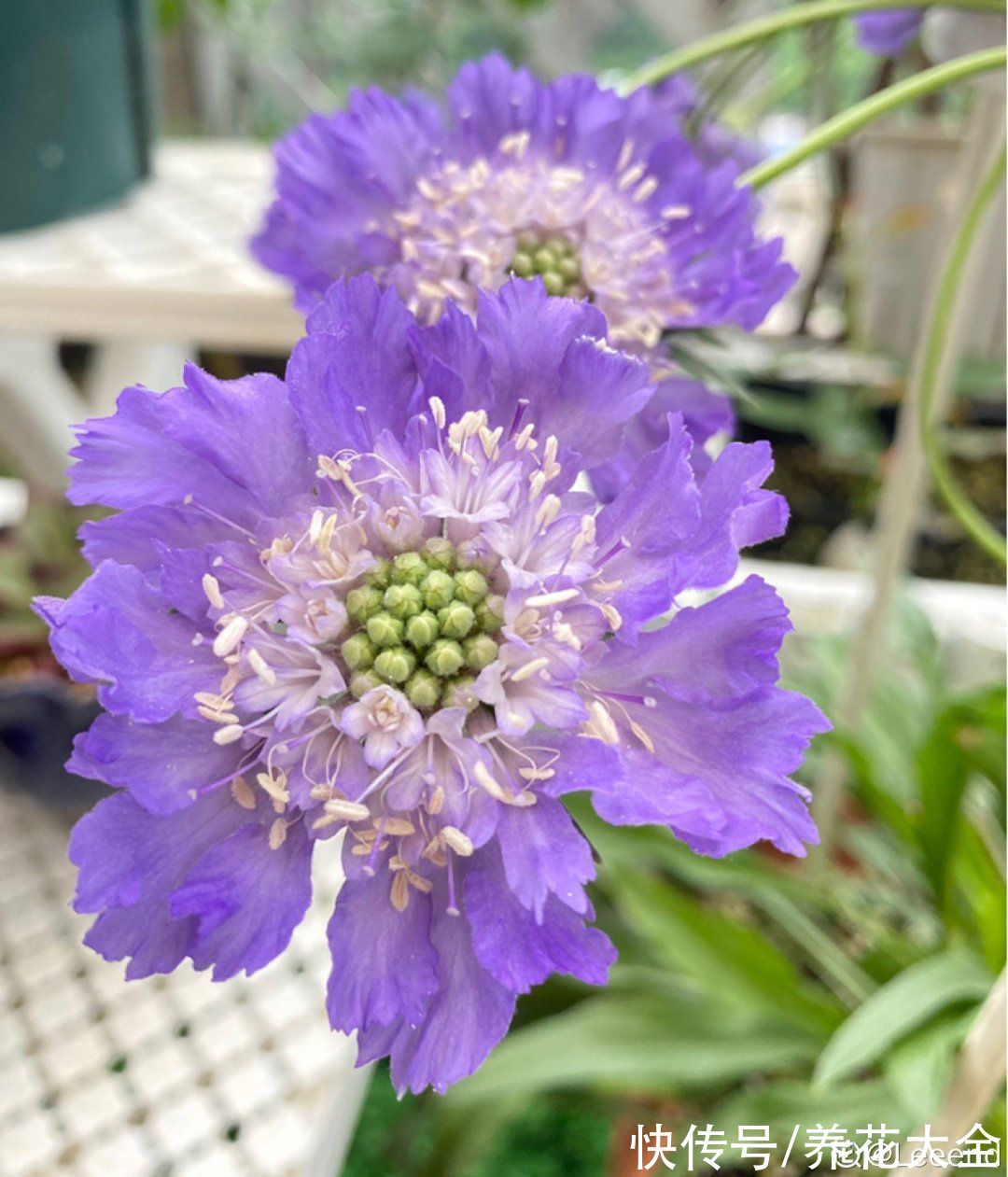 50种花春天播种,长满小院子,能开一整年