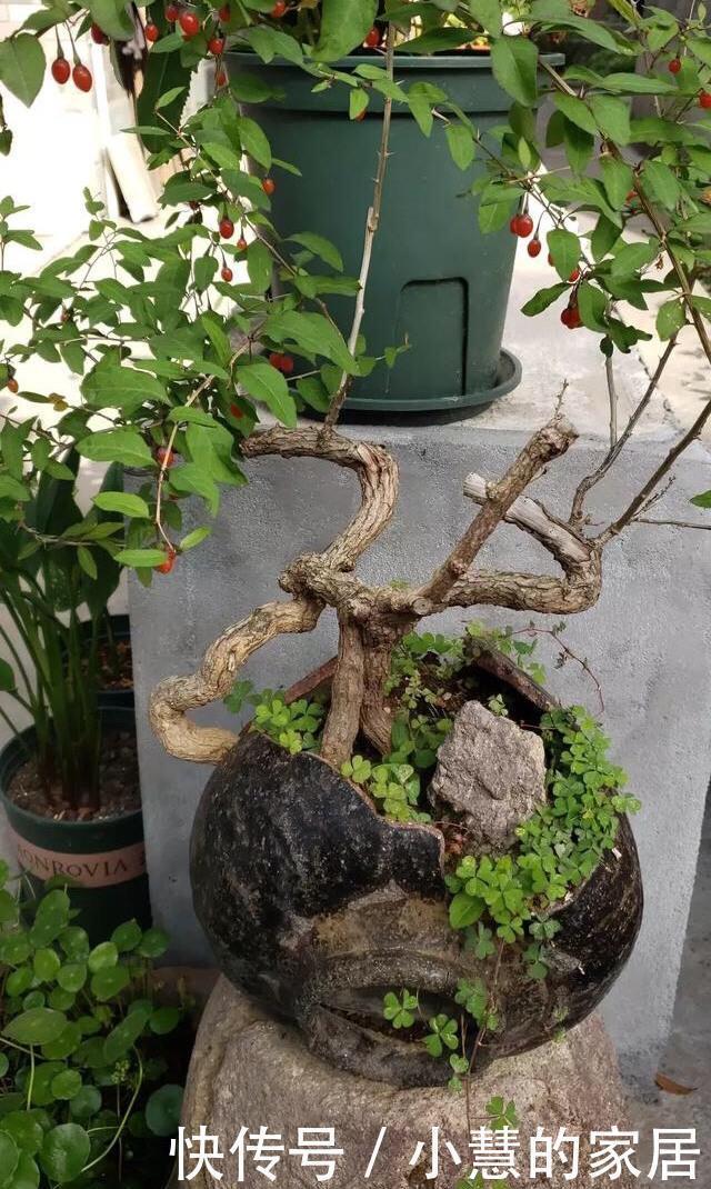 养花|养花没有盆,3个妙招,就能自制出漂亮的花盆,阳台上种了好多花