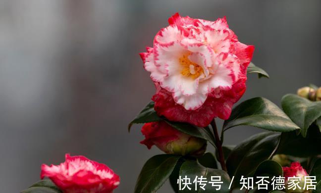 吉祥花|10大“吉祥花”适合养客厅，格调高，株型美，旺财又护家