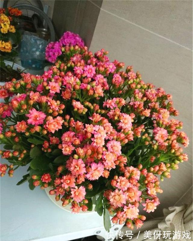 有害气体|人养花,花亦养人!这八种“能养人”的健康花,建议至少养一种