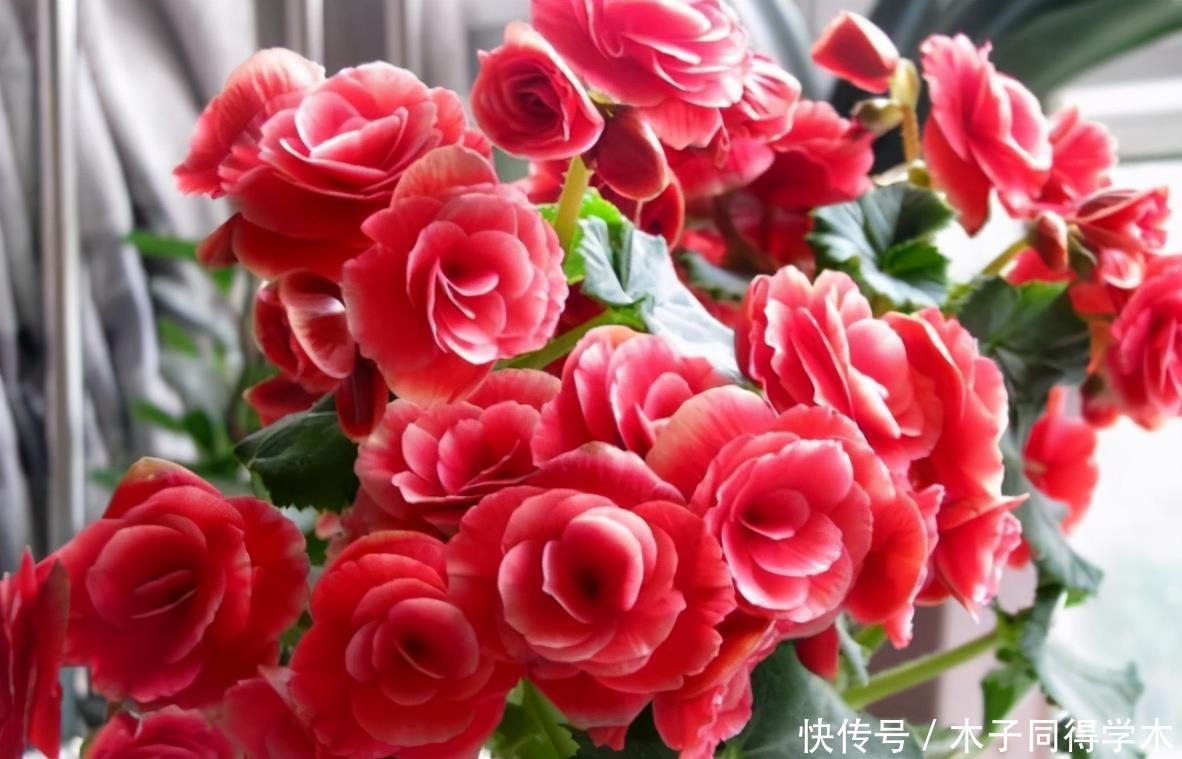 公认难养的4种花,之所以养不好,是因为你触碰了它们的“弱点”