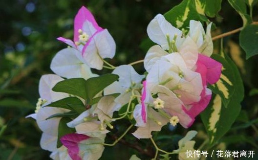 爆盆|新手养此款花卉,好养花量大,开花爆盆很漂亮,花香十足,浓郁