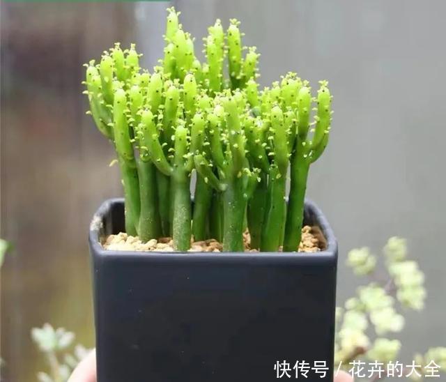 家里养几盆光棍树,清雅又别致,新手也能轻松上手