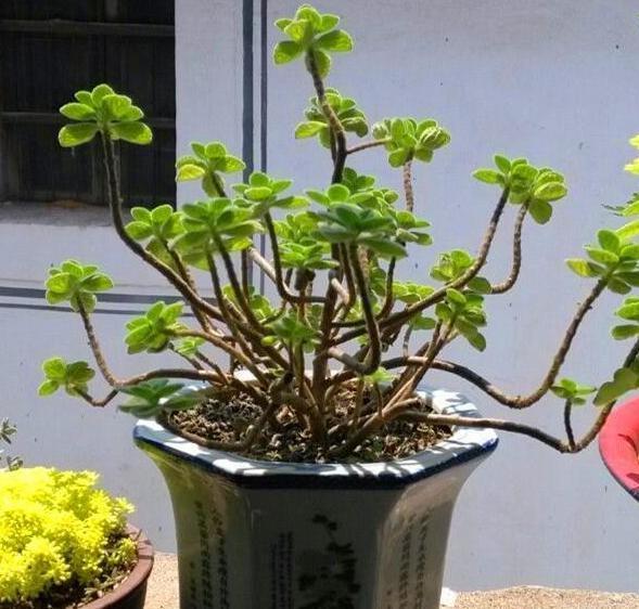 盆栽|花友自封手残党,感慨无法养好花盆栽这5款十天半个月不用管