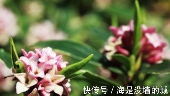 修剪|金边瑞香的养护管理事项以及它的繁殖方法！
