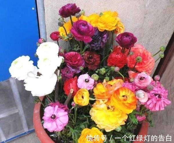 难看的“芹菜叶”开出“牡丹花”,绿萝吊兰栀子花,怎能比得上它!