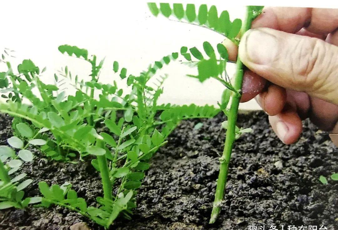 合欢|“知时郐卷”的合欢花令人着迷，试试它的繁殖与造型！