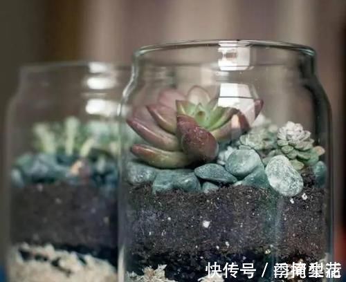 花盆|除了花盆之外,这些东西也是绝佳的养花神器,你用过吗?