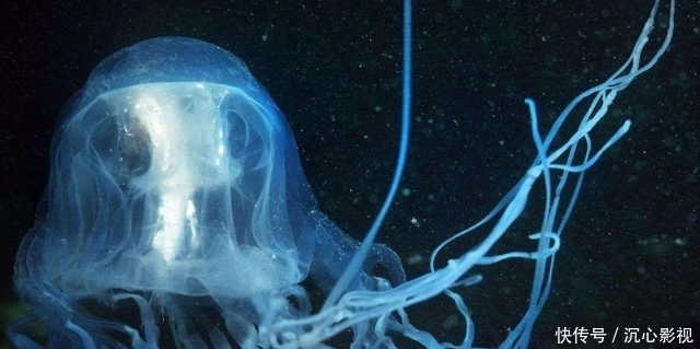 母乳动物 为何多数动物的“生殖器官”都长在身体后半部?专家:本能反应