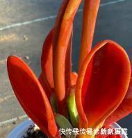 4种高颜值多肉,在家养一盆,好像艺术品,花友:后悔没早点养!