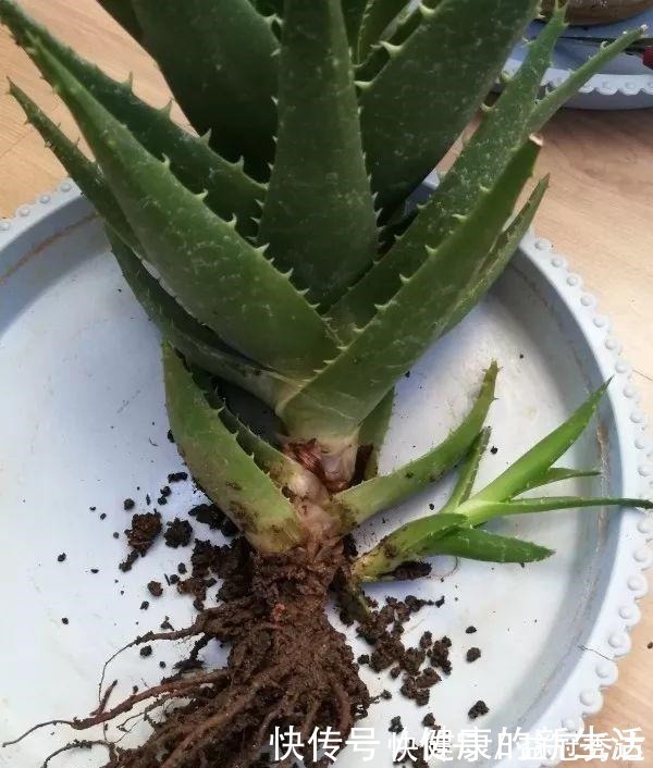 芦荟|芦荟不值钱，养成“老桩”很稀罕，叶子胶质多，越老越值钱！