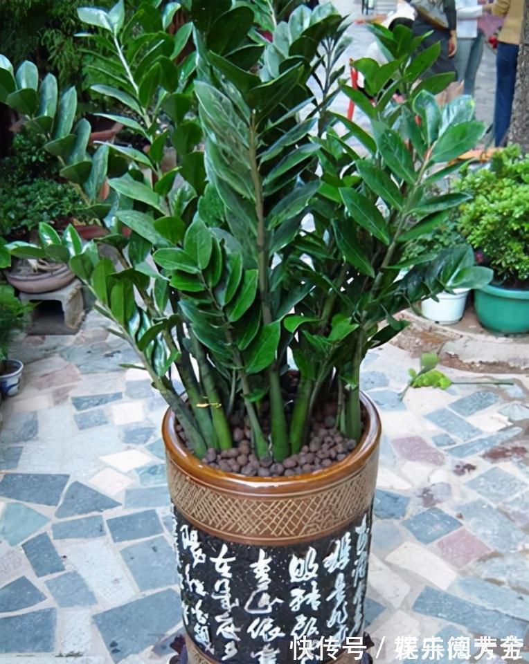 罗汉松|7种“转运花”,家里养一盆,漂亮又吉利,还有好运气