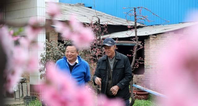 84岁老人家里一棵桃树上长出了13株桃树,开花似“孔雀开屏”