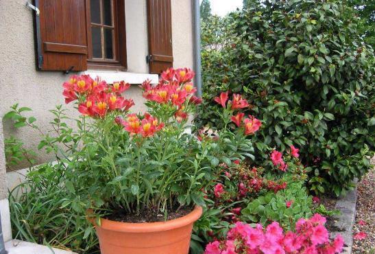 花友|如何给花卉换盆土?不忽略此6个“细节”才算不白忙