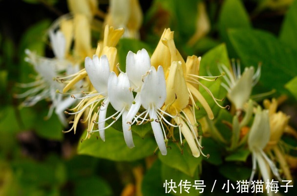 益母草|66种野菜大图片,带你见识不同的野菜和吃法,你想要的野菜这里有