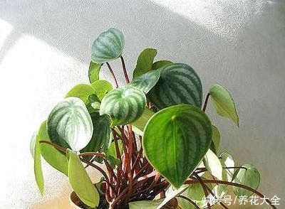 这种植物憨态可掬，耐阴又好养，像是一盆“小西瓜”