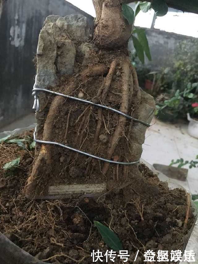 根系|石榴盆景提根改造,图说石榴附石盆景的改造过程