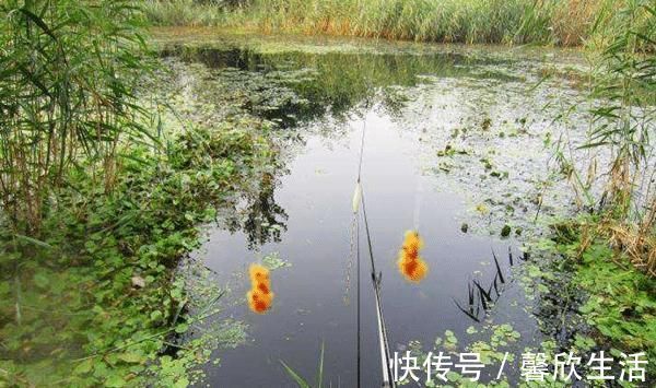 饵料|钓鱼技巧：酒米最科学的制作方法，酒味越浓效果未必越好！