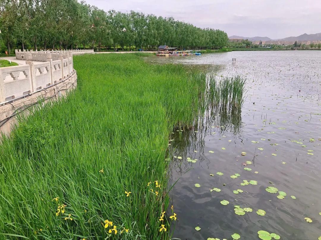 白银黄河湿地公园|正是赏莲好时机！白银黄河湿地公园睡莲盛开美如画，别错过哦！