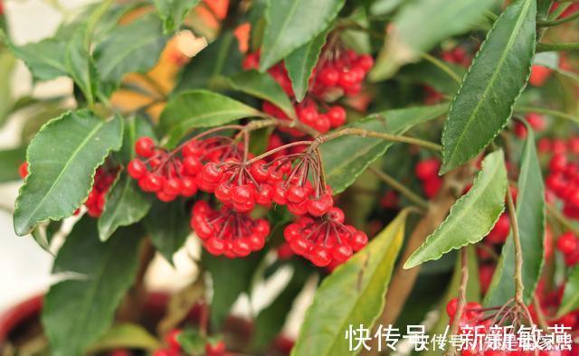 腊月不可错过的5种富贵花,随便养一盆,富贵上门来