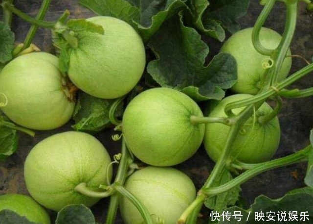 甜菜茄|农村人最喜欢吃的“零食水果”,中医说还有去除口臭的功效!