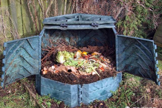 厨房这3样“小东西”,养花比肥好使,养啥爆啥!