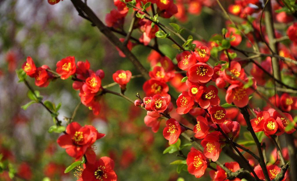 此花是雅俗共赏的名花，有着悠久的栽培历史，是著名的观赏花卉